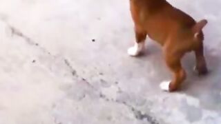 WOULD YOU BE Mad at this DOG ????