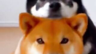 These DOGS will MAKE YOU SMILE ???? _