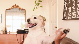 Funny and cute Dogs Video Compilation # 2|Animalia Galaxy
