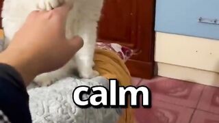 WHICH of these CATS are YOU ????