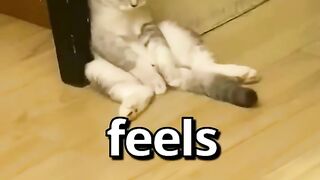 HAVE YOU EVER felt like this CAT ???? _