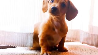 Have YOU EVER Seen a DOG do THIS ????