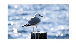 Hasbi Rabi by Sami Yousuf (nature wallpaper)