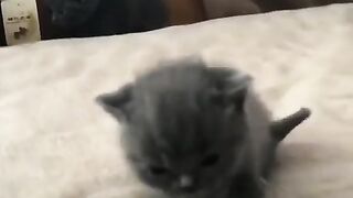 Little Cute Kitten on bed