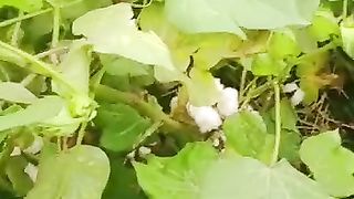 Use of multi Power and polysulfide on cotton crop