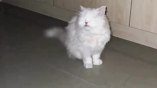 Blind Persian Cat