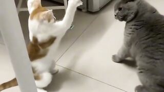 Very funny Catt video