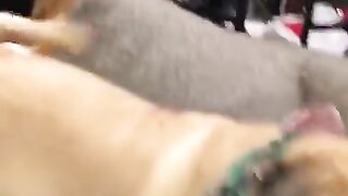 Cat Vs Dog Funny Me