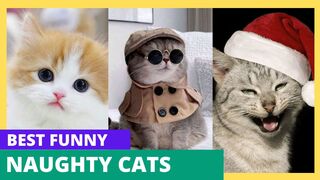 Best Funny Naughty Cats Video|Shararti Billi Ki Video