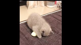 Little Cute Kitten Playing ????????????