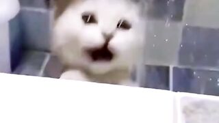 Cat funny video -cute cat funny video compilation