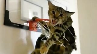 Amazing cat funny - cat funny video compilation