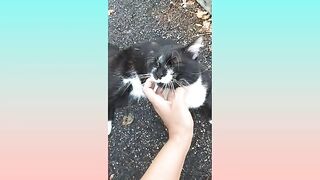 funny animals videos