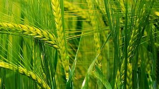 Natural beauty of wheat