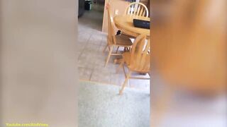 Funny Dog Videos Compilation