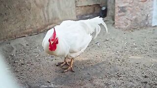 rooster#youtube #arabicsong #tiktok #shorts
