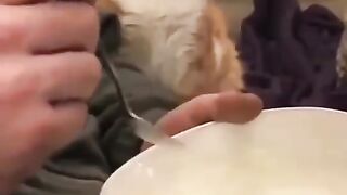 Greedy and cute cate