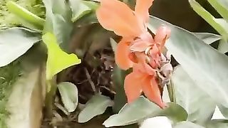 Cute Puppy