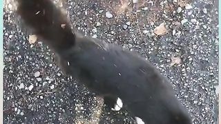 Funny animals adorable cats