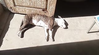 my lovely dog