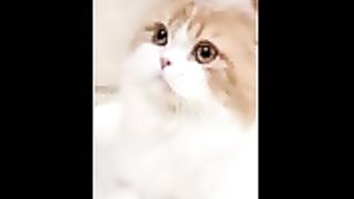 Cute cat