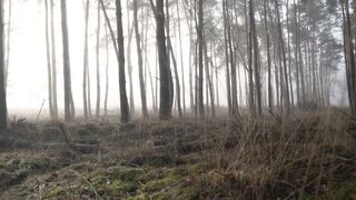 Sweet Forest Video