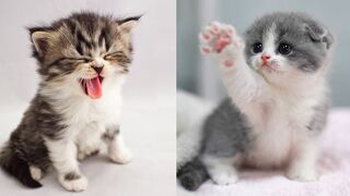 Cat funny videos - funny cat videos compilation
