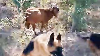 funnyanimals funnydogs funnygoats