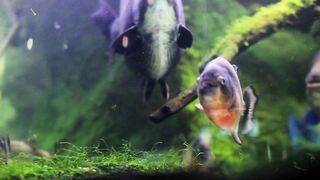 fish and moss