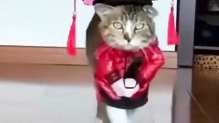 Cat woke# funny video cat