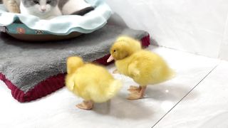 Winter is here! The duckling wants to sleep with the kitten, it's very warm! the bed is too small.
