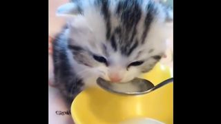 Funny cat????????