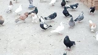 Lovely Pegions