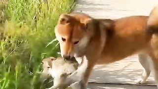 Friendship puppy and rabbit