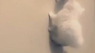 My cats video compilation