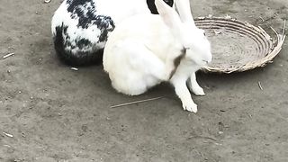 Roabit new Animala video 2023 #animals