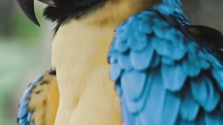 Parrot video | birds lover | follow