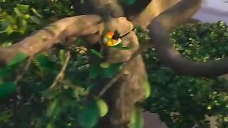 Dancing Birds of Jungle