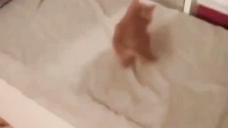 Funny cats