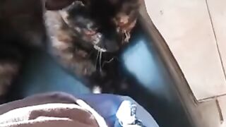 Funniest Animals ???? - Best Of Funny Animal Videos2023 ???? - Cutest