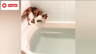 very_cute_cat___dog____funny_video____cat_video%F0%9F%98%BA______%23cat_%23catlover_%23dog_%23animals_%23unitedstates(360p).