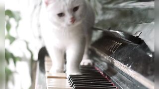 Cute and funny Cat