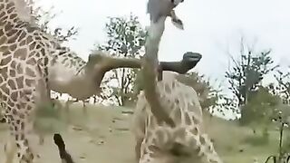 Zaraf playing together