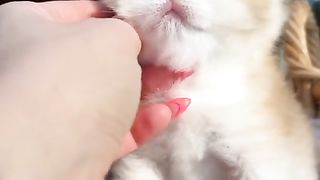 Cute Cats