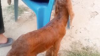 Baby goat