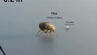 Animal Size Comparison | 3d Animation Comparison | Real Scale Comparison