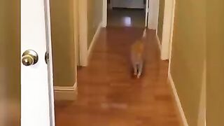 Funny Animal videos 2023