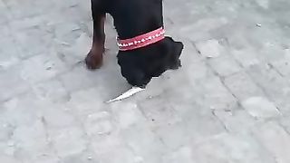 lovely dog eating
