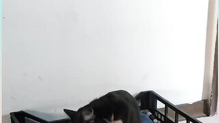 Funny  animals videos 2023?-can't stop laugh — From a kitten world