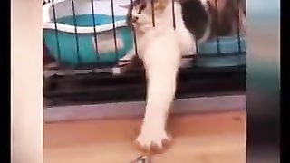 Best of The Best Funny Animal Compilation